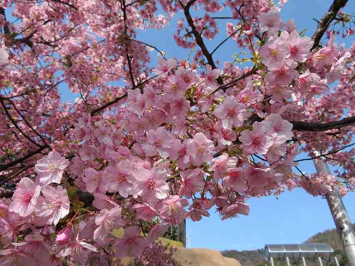 f:id:mannenNA:20200301190152j:plain