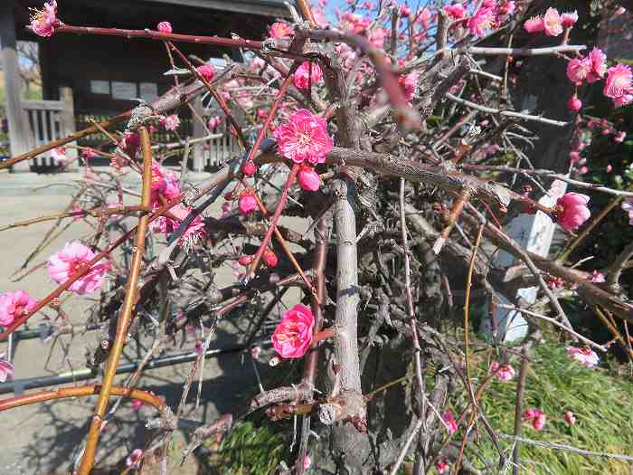 f:id:mannenNA:20200306191027j:plain f:id:mannenNA:20200306191027j:plain