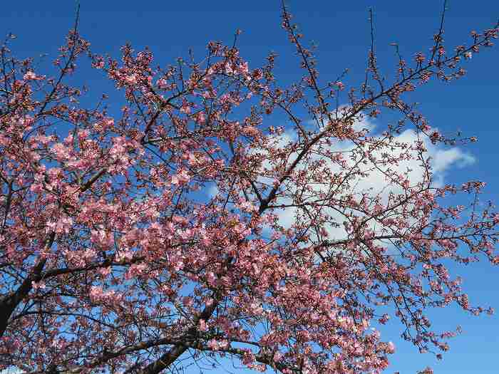 f:id:mannenNA:20200306191046j:plain f:id:mannenNA:20200306191046j:plain