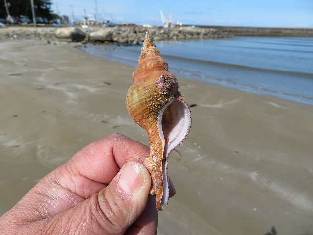 f:id:mannenNA:20200309183646j:plain