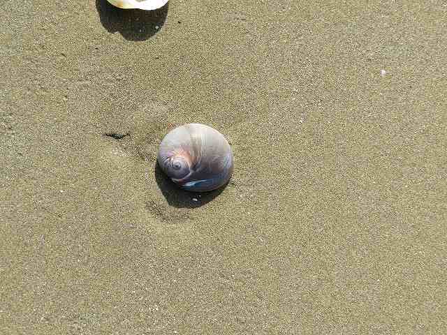 f:id:mannenNA:20200309183953j:plain