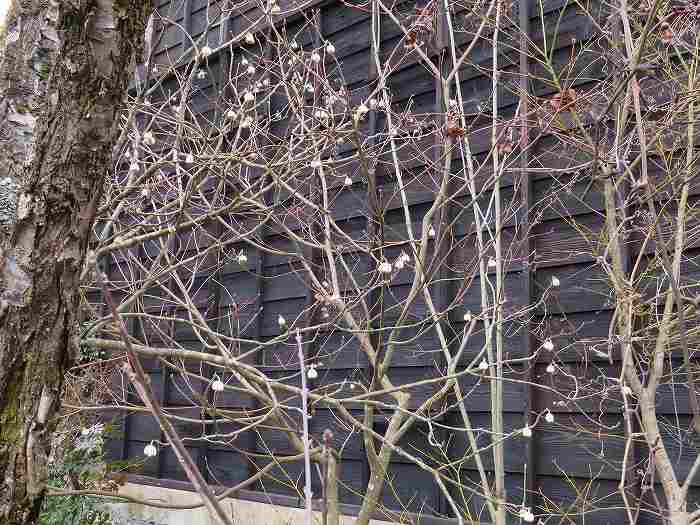 f:id:mannenNA:20200323185702j:plain f:id:mannenNA:20200323185702j:plain