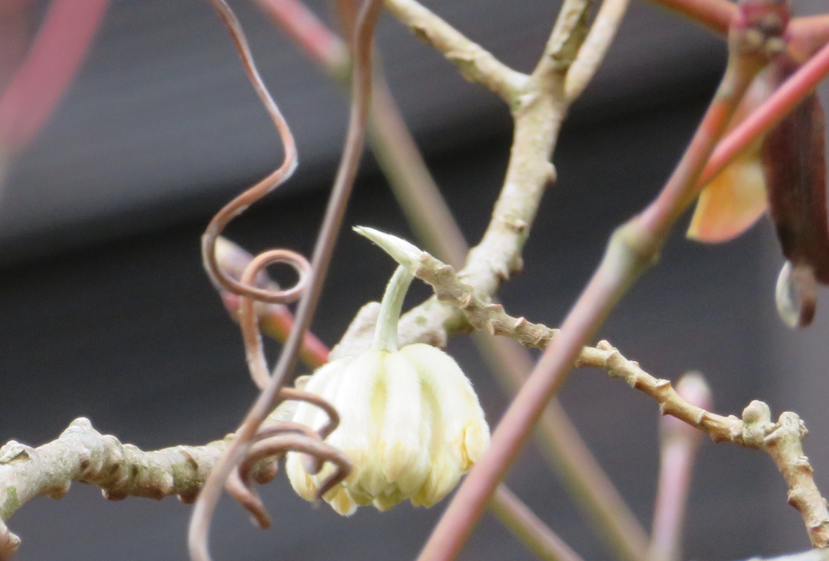 f:id:mannenNA:20200323185840j:plain f:id:mannenNA:20200323185840j:plain