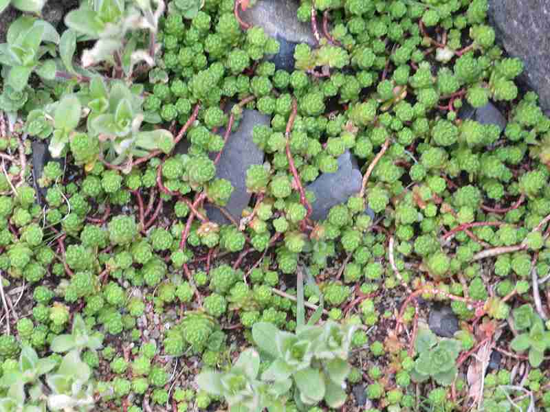 f:id:mannenNA:20200325191431j:plain f:id:mannenNA:20200325191431j:plain