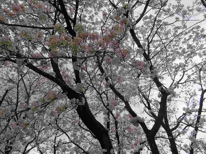 f:id:mannenNA:20200405204837j:plain f:id:mannenNA:20200405204837j:plain