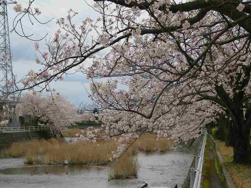 f:id:mannenNA:20200405204906j:plain f:id:mannenNA:20200405204906j:plain