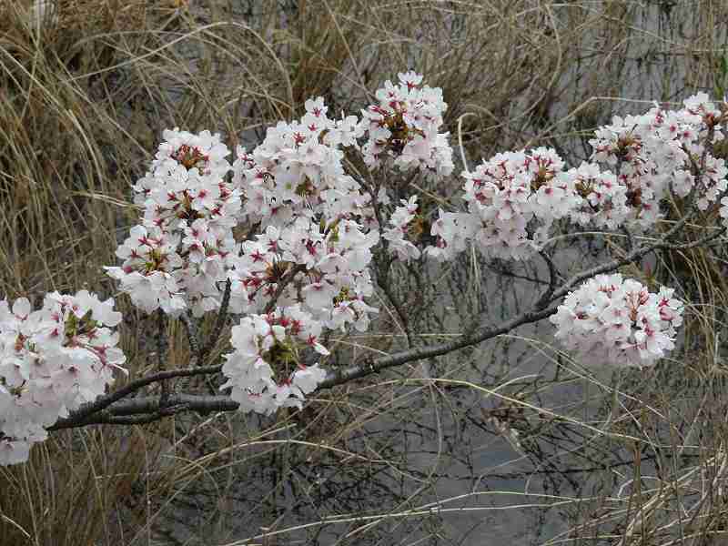 f:id:mannenNA:20200405204923j:plain f:id:mannenNA:20200405204923j:plain