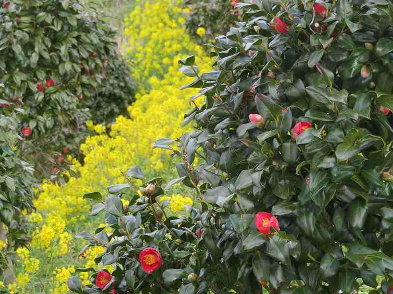 f:id:mannenNA:20200408194539j:plain