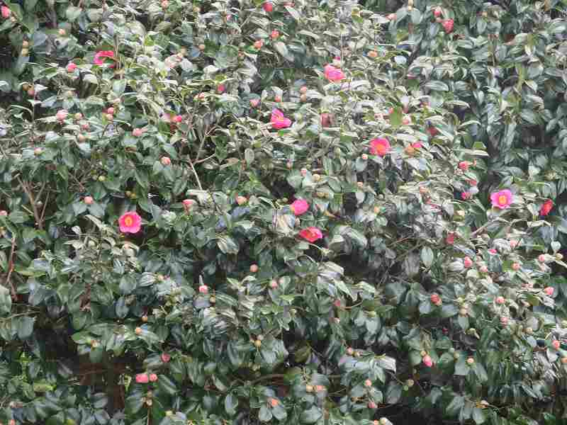 f:id:mannenNA:20200408194611j:plain