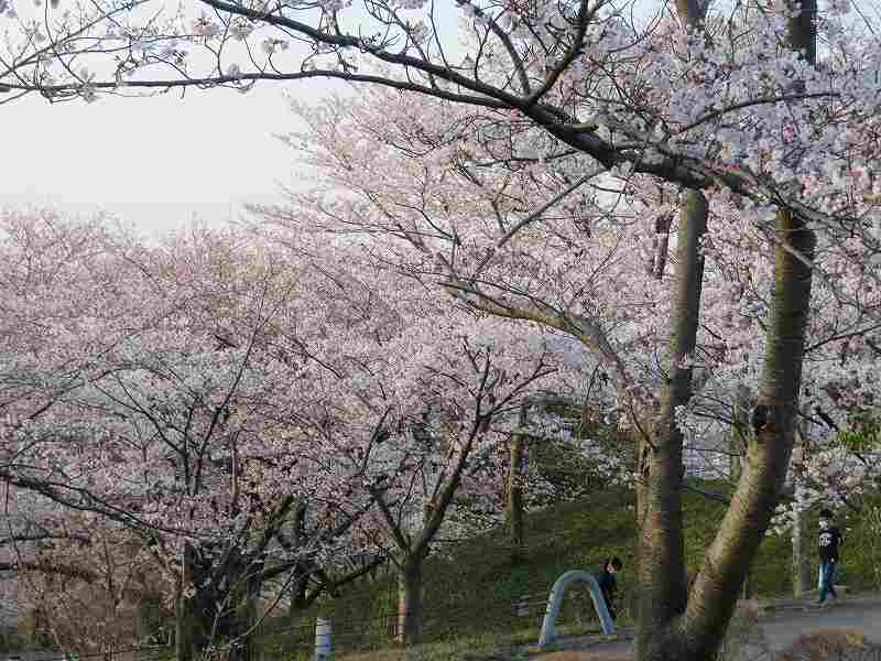 f:id:mannenNA:20200409181309j:plain