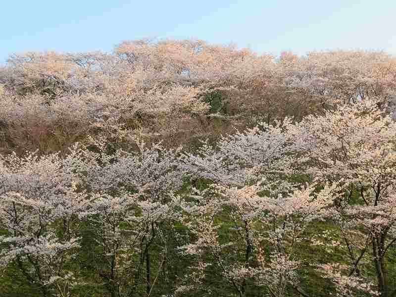 f:id:mannenNA:20200409181358j:plain