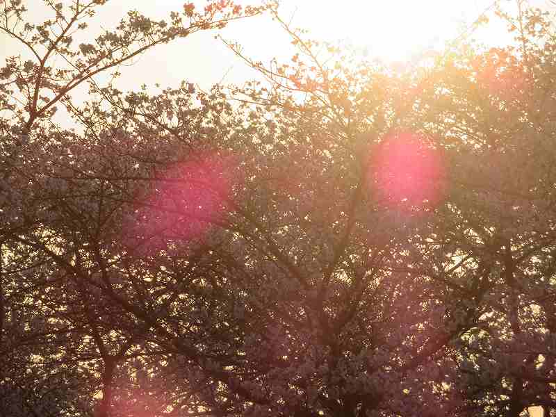 f:id:mannenNA:20200409181419j:plain