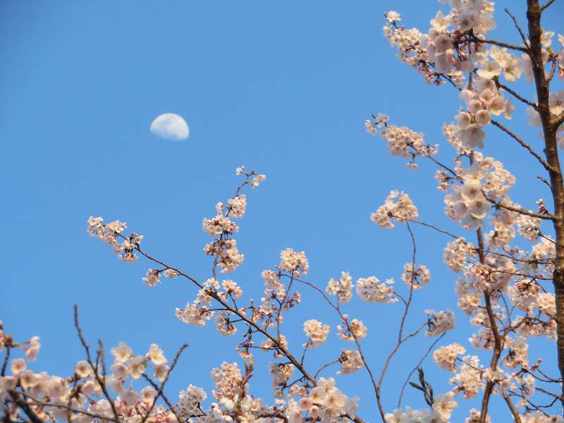 f:id:mannenNA:20200409181436j:plain