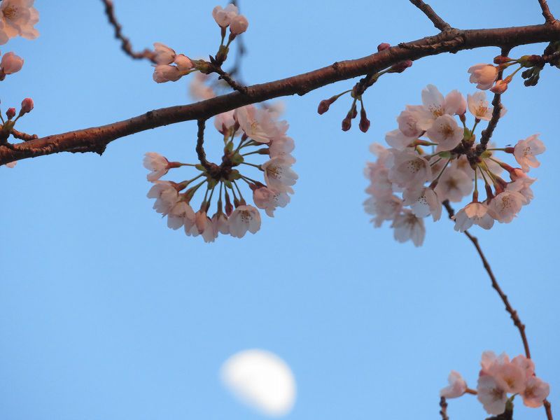 f:id:mannenNA:20200412092323j:plain f:id:mannenNA:20200412092323j:plain