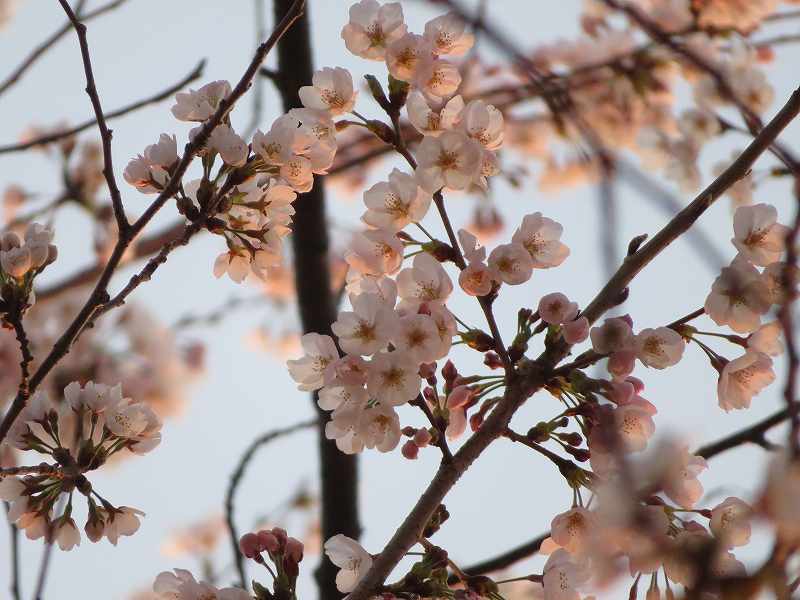 f:id:mannenNA:20200412092347j:plain f:id:mannenNA:20200412092347j:plain