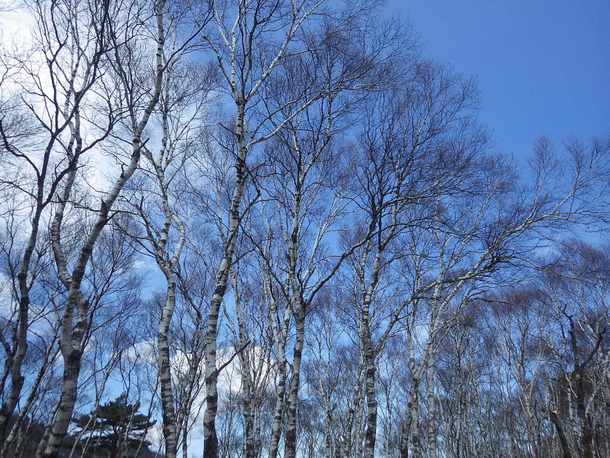 f:id:mannenNA:20200508210528j:plain f:id:mannenNA:20200508210528j:plain