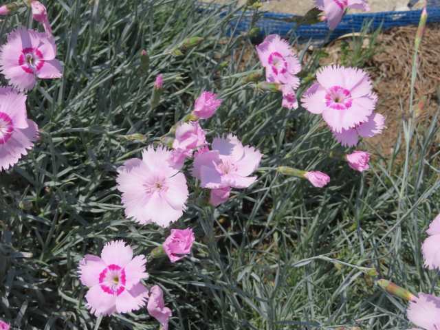 f:id:mannenNA:20200603200428j:plain