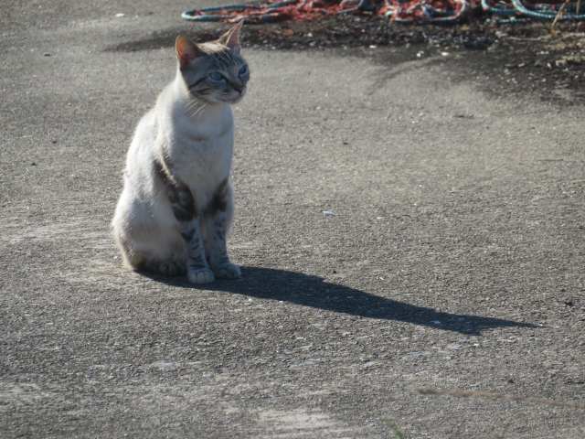 f:id:mannenNA:20200702203705j:plain f:id:mannenNA:20200702203705j:plain