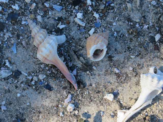 f:id:mannenNA:20200702204239j:plain f:id:mannenNA:20200702204239j:plain