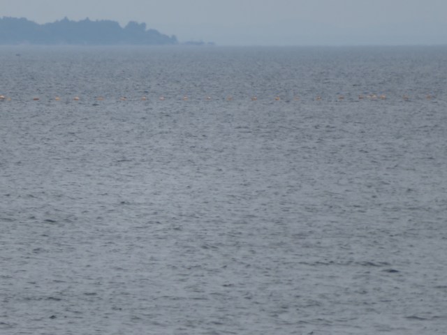 f:id:mannenNA:20200706195751j:plain f:id:mannenNA:20200706195751j:plain