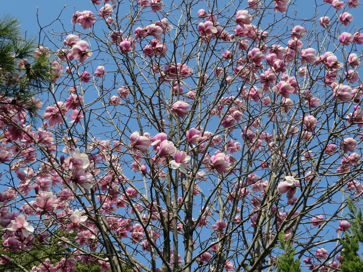 f:id:mannenNA:20200707200128j:plain