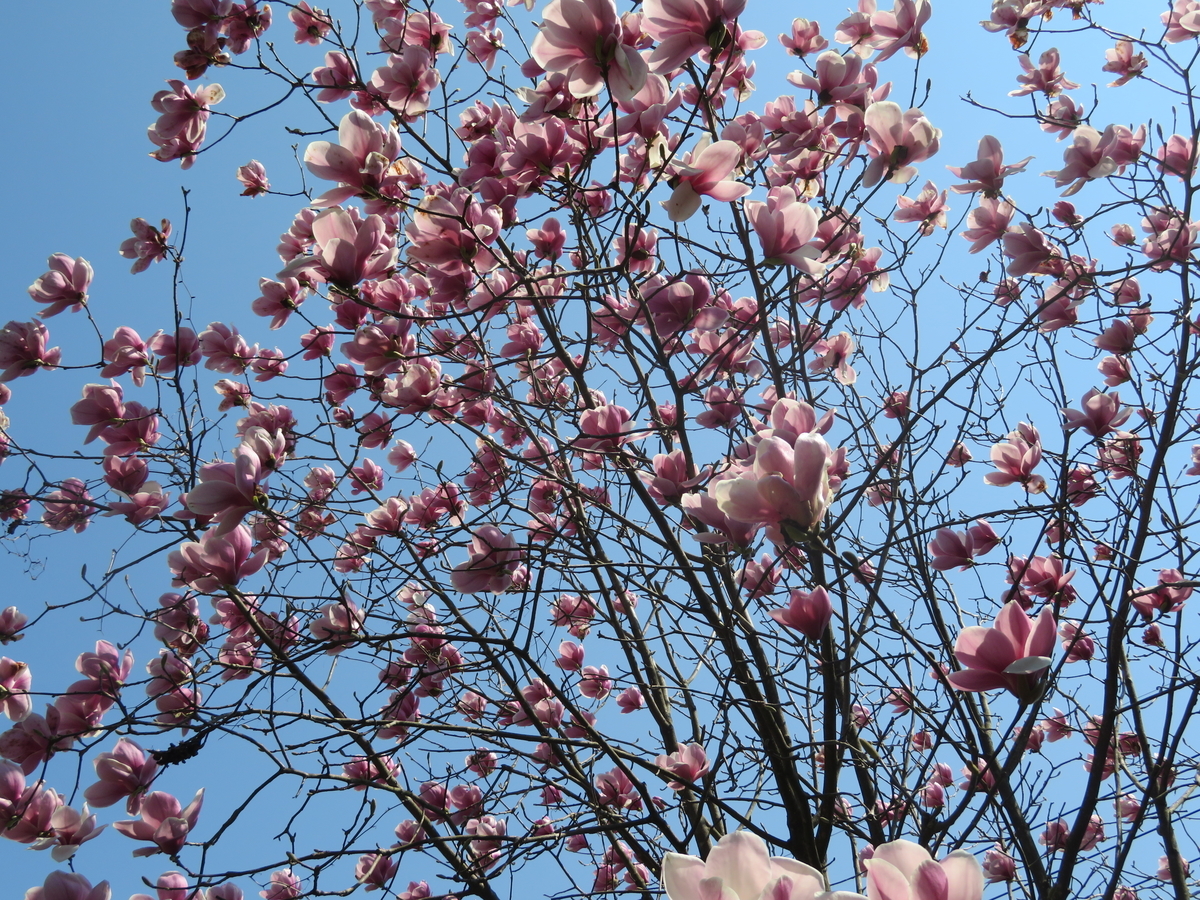 f:id:mannenNA:20200708205927j:plain f:id:mannenNA:20200708205927j:plain