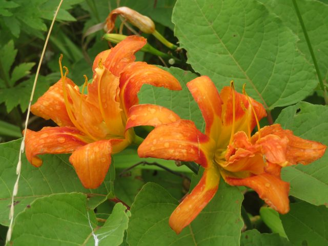 f:id:mannenNA:20200717201023j:plain f:id:mannenNA:20200717201023j:plain