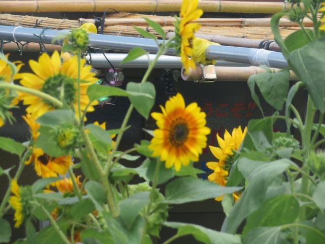 f:id:mannenNA:20200717201457j:plain f:id:mannenNA:20200717201457j:plain