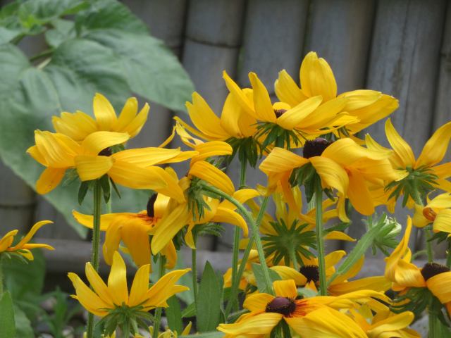 f:id:mannenNA:20200717201512j:plain f:id:mannenNA:20200717201512j:plain