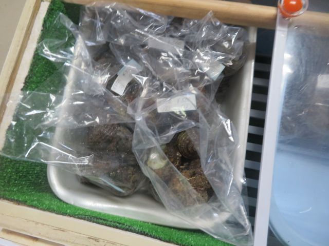 f:id:mannenNA:20200717201812j:plain f:id:mannenNA:20200717201812j:plain