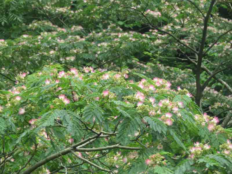 f:id:mannenNA:20200720203006j:plain f:id:mannenNA:20200720203006j:plain