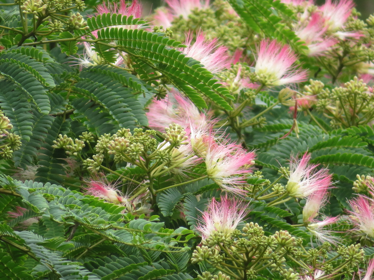 f:id:mannenNA:20200720203312j:plain f:id:mannenNA:20200720203312j:plain