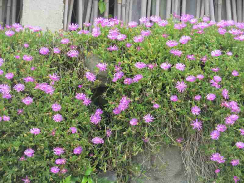 f:id:mannenNA:20200727193721j:plain