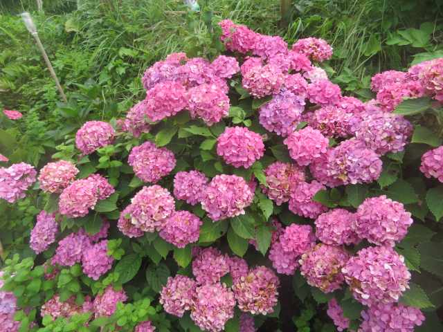 f:id:mannenNA:20200727194726j:plain