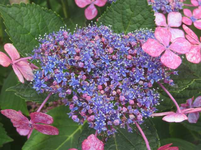 f:id:mannenNA:20200727194811j:plain