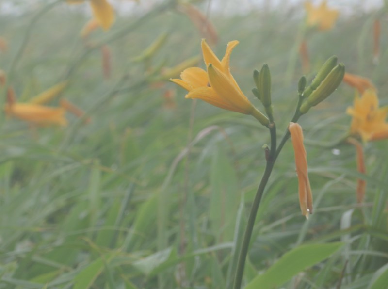 f:id:mannenNA:20200730182956j:plain f:id:mannenNA:20200730182956j:plain