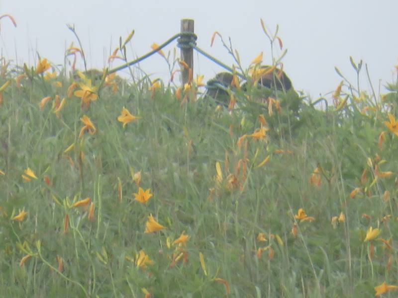 f:id:mannenNA:20200803202017j:plain