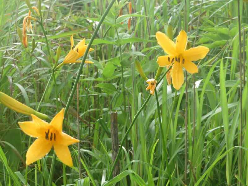 f:id:mannenNA:20200803202215j:plain