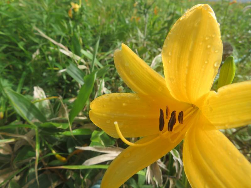 f:id:mannenNA:20200803202259j:plain