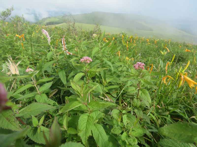 f:id:mannenNA:20200803202349j:plain