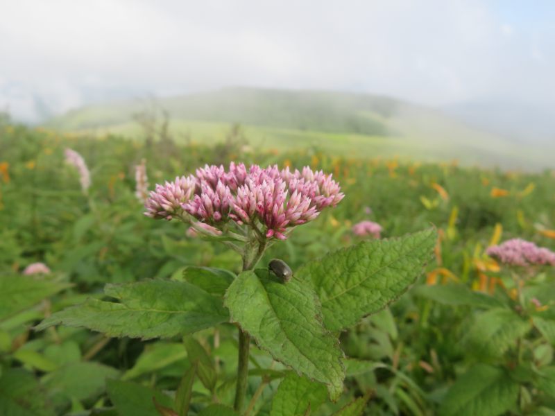 f:id:mannenNA:20200803202412j:plain