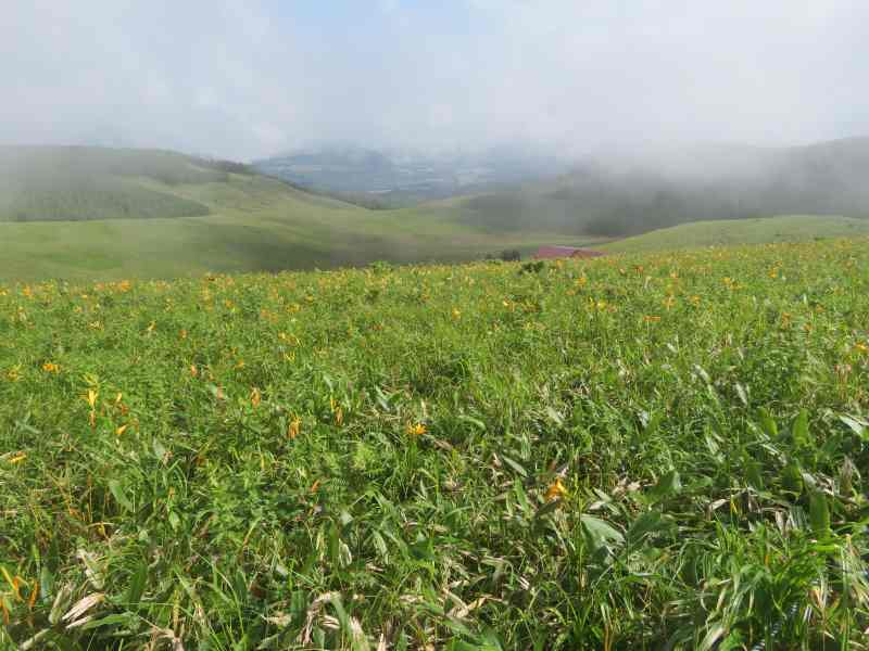 f:id:mannenNA:20200803202433j:plain