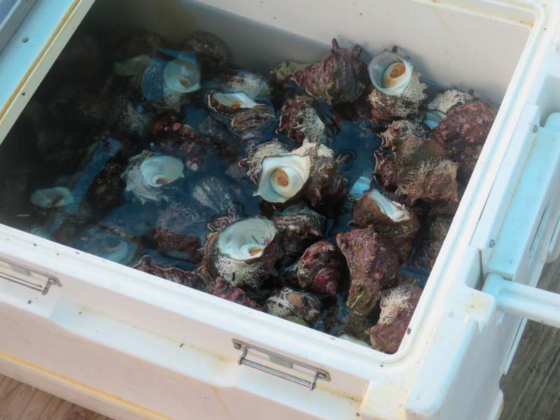 f:id:mannenNA:20200818171215j:plain