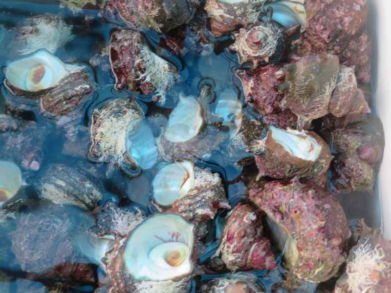 f:id:mannenNA:20200818171233j:plain