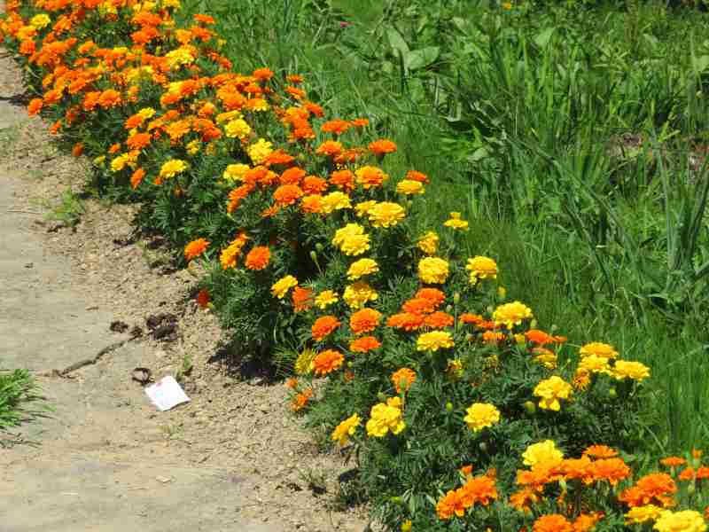 f:id:mannenNA:20200831205238j:plain f:id:mannenNA:20200831205238j:plain