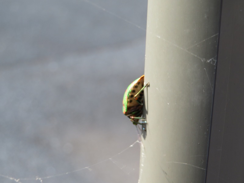 f:id:mannenNA:20200909203150j:plain f:id:mannenNA:20200909203150j:plain