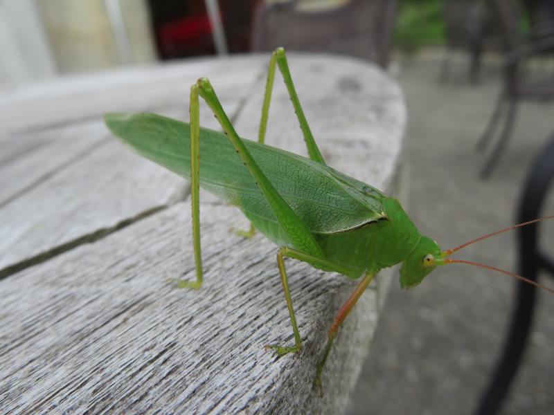 f:id:mannenNA:20200914205535j:plain f:id:mannenNA:20200914205535j:plain