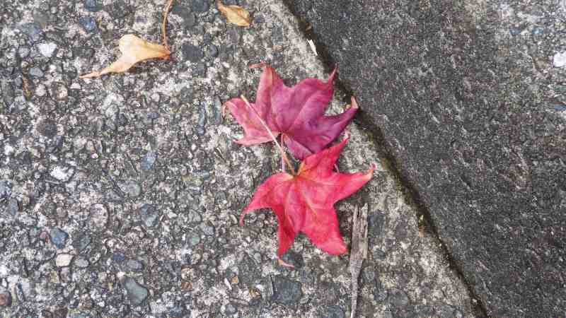 f:id:mannenNA:20201023223957j:plain