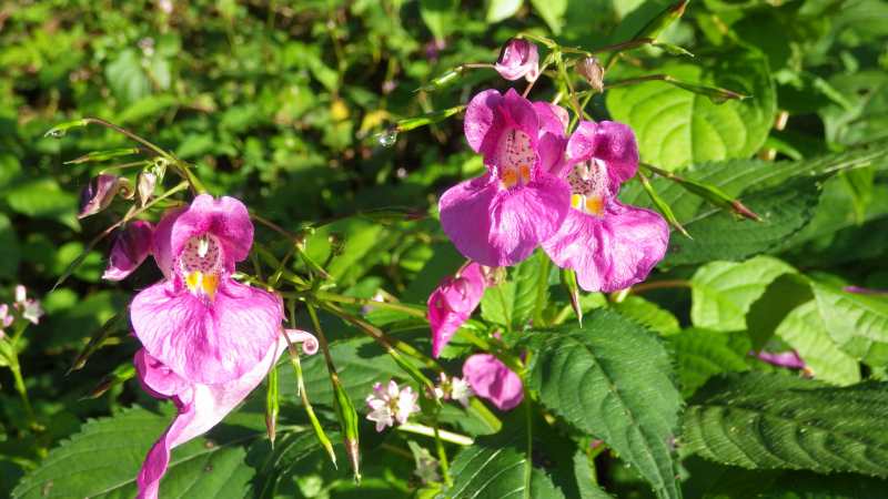 f:id:mannenNA:20201026183710j:plain f:id:mannenNA:20201026183710j:plain