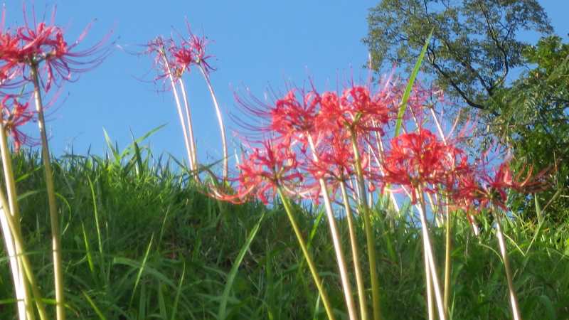 f:id:mannenNA:20201026183734j:plain f:id:mannenNA:20201026183734j:plain